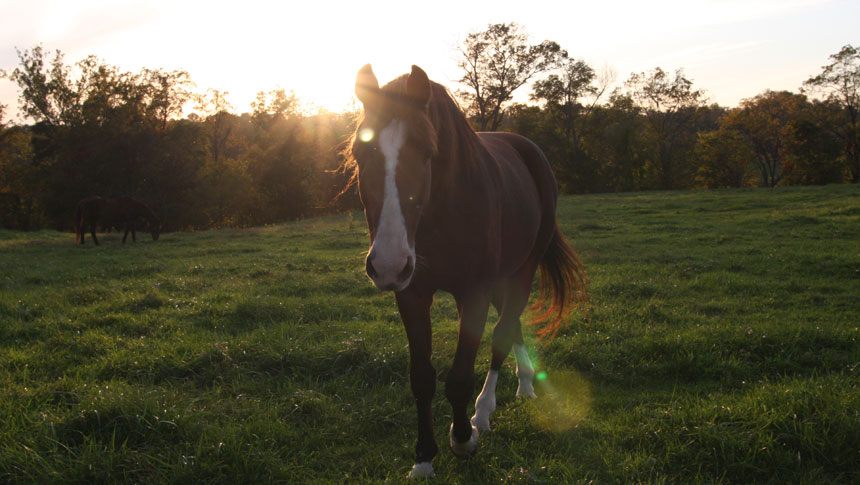 photo of horse at welbourne farm